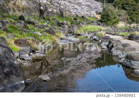 菊池の桜の名所 菊池の桜の名所 138480981