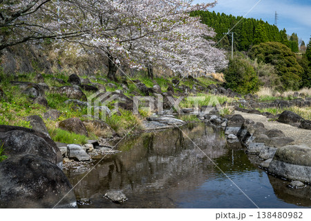 菊池の桜の名所 菊池の桜の名所 138480982