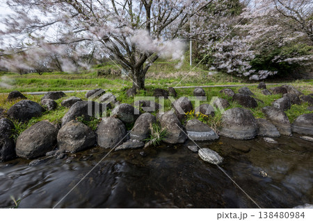 菊池の桜の名所 138480984
