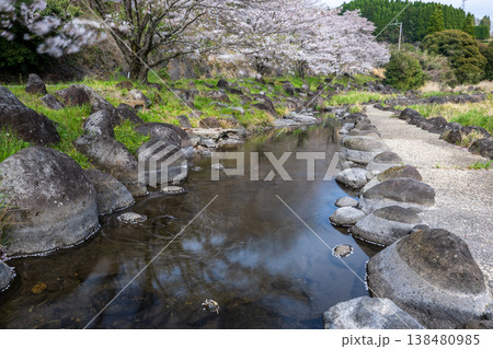 菊池の桜の名所 菊池の桜の名所 138480985