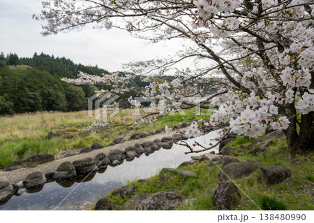 菊池の桜の名所 138480990