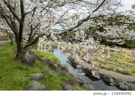 菊池の桜の名所 菊池の桜の名所 138480992
