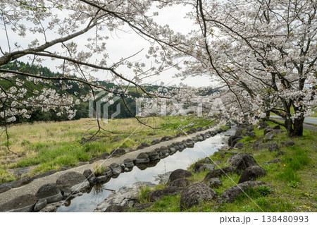 菊池の桜の名所 138480993