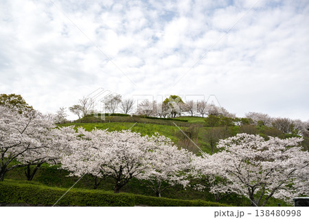 菊池の桜の名所 138480998