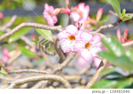 Desert rose, APOCYACEAE or Adenium obesum or Mock Azalea or Pinkbignonia or Impala lily Desert rose, APOCYACEAE or Adenium obesum or Mock Azalea or Pinkbignonia or Impala lily 138481040