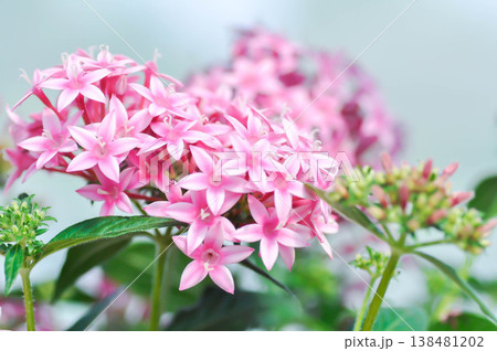 Pentas lanceolata , Egyptian star cluster or RUBIACEAE or Egyptian starcluster or Starflower or pink flower Pentas lanceolata , Egyptian star cluster or RUBIACEAE or Egyptian starcluster or Starflower or pink flower 138481202