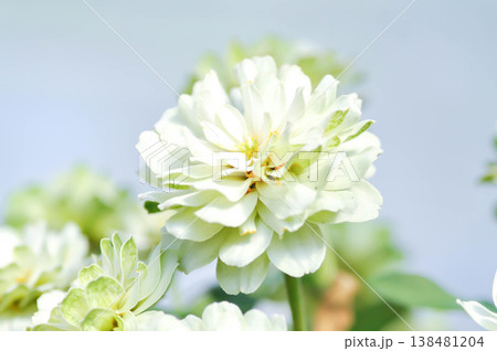 zinnia, elegant zinnia or Zinnia Double Zahara or Zinnia elegans or white flower zinnia, elegant zinnia or Zinnia Double Zahara or Zinnia elegans or white flower 138481204
