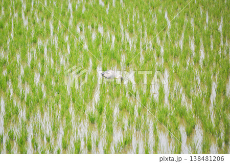Anastomus oscitans, Asian openbill or Asian Openbill stork or Ciconia boyciana or  Oriental stork or bird in the rice field 138481206
