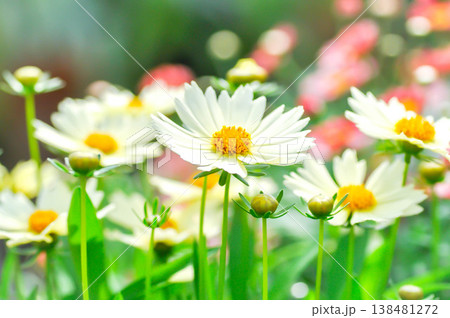 coreopsis, Coreopsis Tinctoria or Coreopsis tinctoria Nana or daisy or white flower coreopsis, Coreopsis Tinctoria or Coreopsis tinctoria Nana or daisy or white flower 138481272