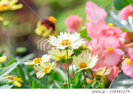coreopsis, Coreopsis Tinctoria or Coreopsis tinctoria Nana or daisy or white flower 138481274