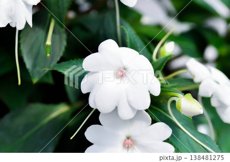Balsaminaceae, Impatiens hawkeri W Bull New Guinea Hybrids or New Guinea Impatiens or white flower Balsaminaceae, Impatiens hawkeri W Bull New Guinea Hybrids or New Guinea Impatiens or white flower 138481275