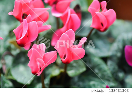 Cyclamen persicum, Florists Cyclamen or Cyclamen , Cyclamen persicum Mill or Primulaceae or red flower 138481308