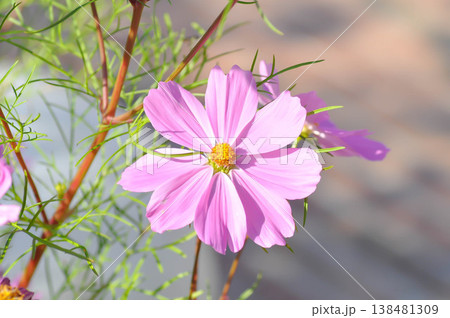 cosmos flower or Mexican aster flower or Cosmos sulphureus Cav or Compositae or Cosmos cosmos flower or Mexican aster flower or Cosmos sulphureus Cav or Compositae or Cosmos 138481309