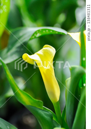 Calla Lily, ARACEAE or Arodes aethiopicum or Arum lily or Calla aethiopica L or Zantedeschia aethiopica or yellow flower Calla Lily, ARACEAE or Arodes aethiopicum or Arum lily or Calla aethiopica L or Zantedeschia aethiopica or yellow flower 138481311