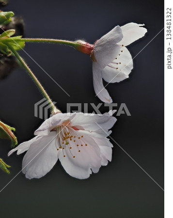 ひこばえのソメイヨシノ 138481322