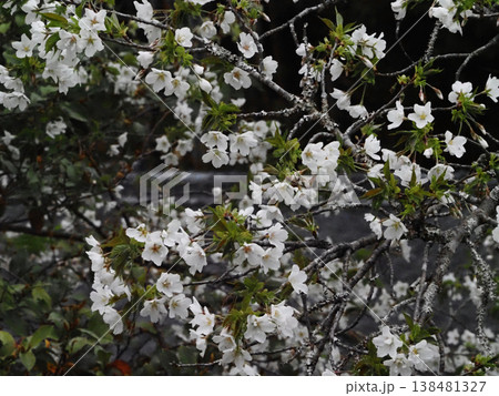 日差しを浴びた桜の枝と日陰の花々(春野運動公園のオオシマザクラ) 日差しを浴びた桜の枝と日陰の花々(春野運動公園のオオシマザクラ) 138481327