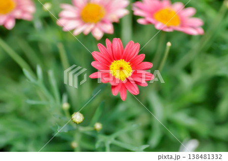 Paris Daisy or Argyranthemum, Argyranthemum Madeira Red or Marguerite Daisy or red daisy or red flower 138481332