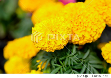 marigold or calendula flower , Tagetes erecta L or Compositae or African Marigold or yellow flower marigold or calendula flower , Tagetes erecta L or Compositae or African Marigold or yellow flower 138481336