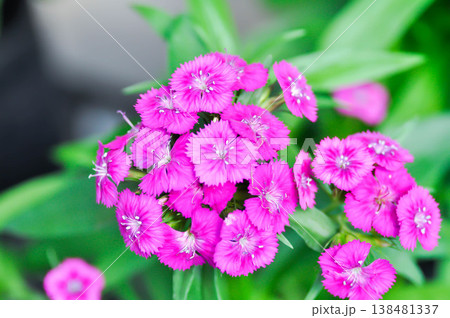 Chinese Pink, Caryophyllaceae or Dianthus chinensis or Dianthus chinensis L or Indian Pink or pink flora or pink flower Chinese Pink, Caryophyllaceae or Dianthus chinensis or Dianthus chinensis L or Indian Pink or pink flora or pink flower 138481337