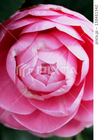 美しいピンクの椿の花 138481342