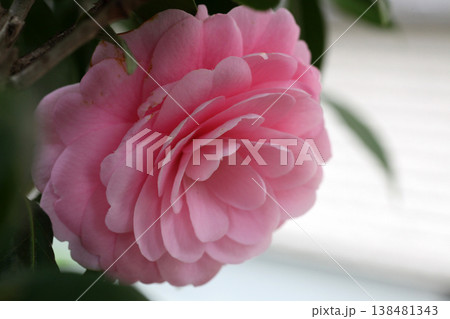 美しいピンクの椿の花 138481343