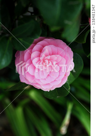 美しいピンクの椿の花 美しいピンクの椿の花 138481347