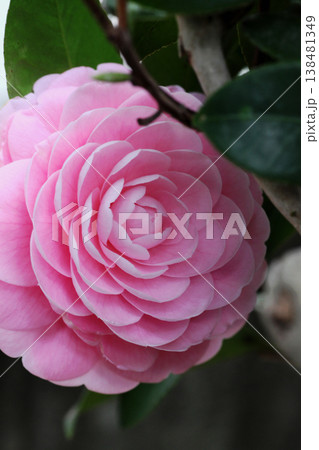 美しいピンクの椿の花 美しいピンクの椿の花 138481349