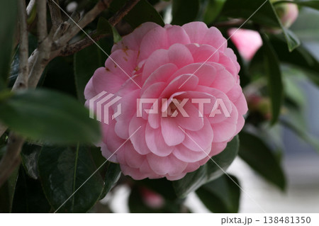 美しいピンクの椿の花 美しいピンクの椿の花 138481350