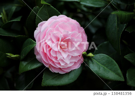 美しいピンクの椿の花 138481356