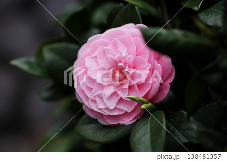 美しいピンクの椿の花 138481357