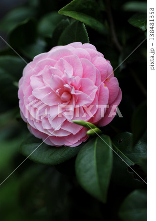 美しいピンクの椿の花 138481358