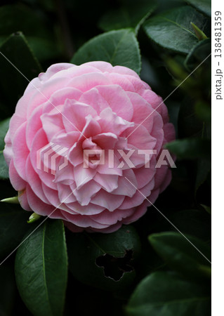 美しいピンクの椿の花 138481359