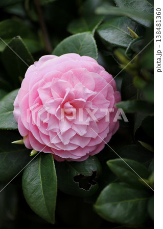 美しいピンクの椿の花 138481360