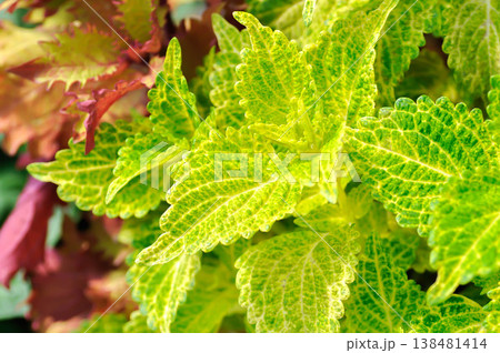 Coleus, Labiatae, Lamiaceae or Painted Nettle or Plectranthus scutellarioides or Solenostemon scutellarioides or yellow and green leaf Coleus, Labiatae, Lamiaceae or Painted Nettle or Plectranthus scutellarioides or Solenostemon scutellarioides or yellow and green leaf 138481414