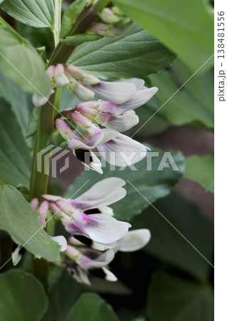 そら豆の花 そら豆の花 138481556