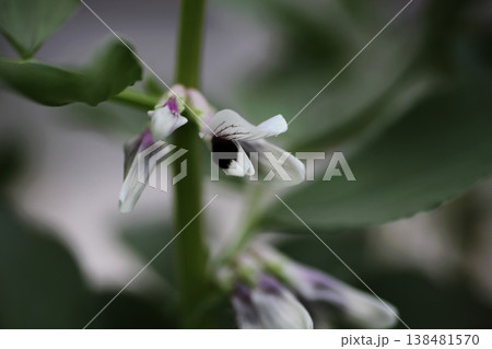 そら豆の花 そら豆の花 138481570