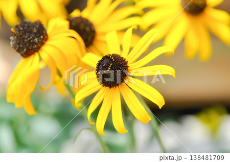Black Eyed Susan or acanthaceae, Asteraceae or Rudbeckia hirta or Thunbergia alata or Thunbergia alata Bojer ex Sims or Rudbeckia fulgida or yellow flower Black Eyed Susan or acanthaceae, Asteraceae or Rudbeckia hirta or Thunbergia alata or Thunbergia alata Bojer ex Sims or Rudbeckia fulgida or yellow flower 138481709