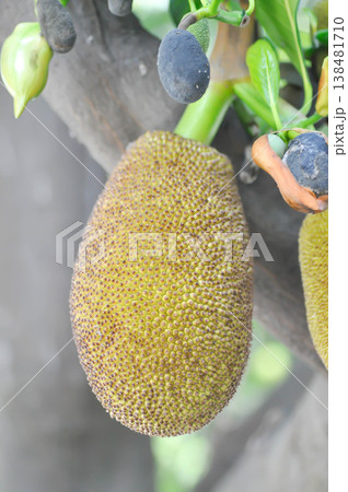 Artocarpus heterophyllus Lam or MORACEAE , jackfruit tree Artocarpus heterophyllus Lam or MORACEAE , jackfruit tree 138481710