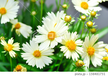 coreopsis, Coreopsis Tinctoria or Coreopsis tinctoria Nana or daisy or white flower 138481731