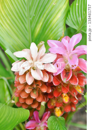 curcuma alismatifolia or curcuma alismatifolia gagnep, Curcuma petiolata or Patumma or Siam Tulip or zingiberaceae or or or summer tulip curcuma alismatifolia or curcuma alismatifolia gagnep, Curcuma petiolata or Patumma or Siam Tulip or zingiberaceae or or or summer tulip 138481757