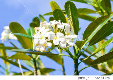 frangipani, frangipani flower or pagoda tree or temple tree with fowers or white flower 138481760