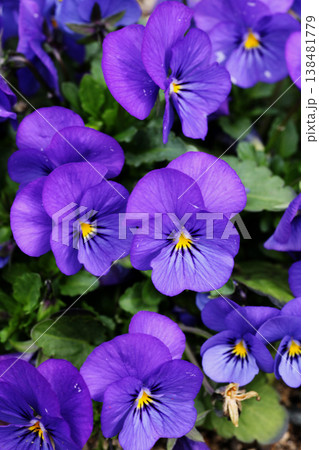 ビオラの花 ビオラの花 138481779