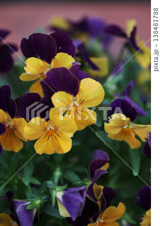 ビオラの花 ビオラの花 138481788