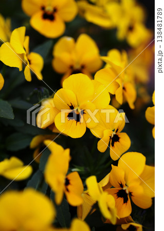 ビオラの花 ビオラの花 138481789