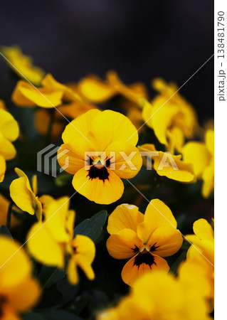 ビオラの花 ビオラの花 138481790