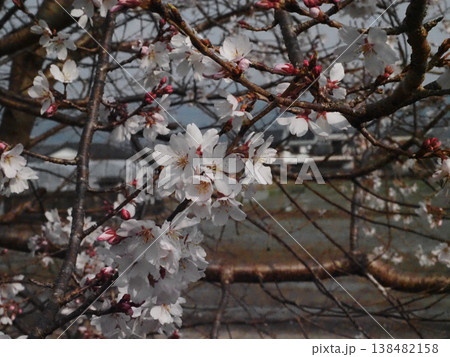 木洩れ日を浴びたエドヒガンザクラ(白い桜の花々とピンクの蕾) 木洩れ日を浴びたエドヒガンザクラ(白い桜の花々とピンクの蕾) 138482158