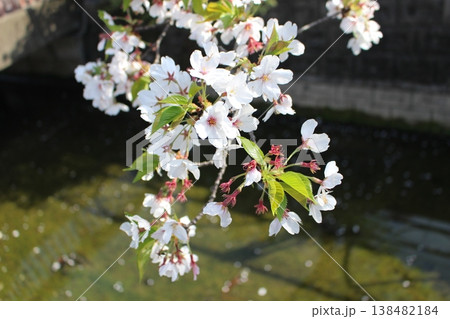 春の訪れ　青空の下　さくら　桜　サクラ 138482184