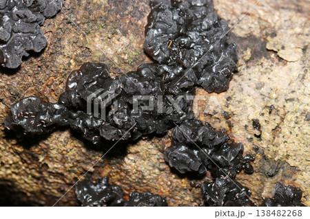 木の幹に着生する黒いグロテスクなヒメキクラゲキノコ（菌・キノコ類マクロ撮影） 138482268