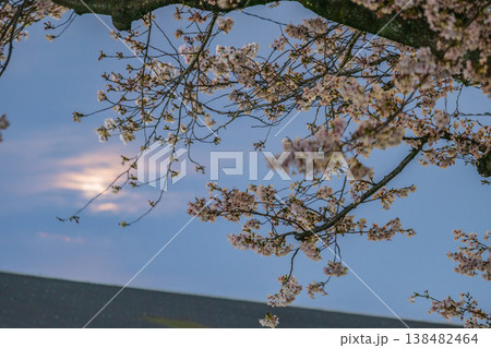 日本の岡山県岡山市の満開の桜と雲に隠れた満月 日本の岡山県岡山市の満開の桜と雲に隠れた満月 138482464