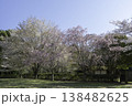 しだれ桜76 138482625